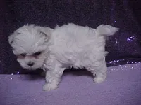 Justin, a male Maltese for sale in Arlington, WA – 4 of 10