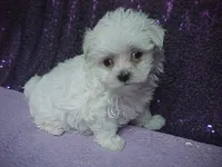 JACINDA , a female Maltese for sale in Arlington, WA – 7 of 9