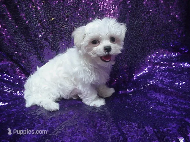 Mercy  – Maltese puppy on hold in Arlington, WA
