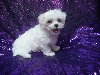 Mercy , a female Maltese for sale in Arlington, WA – 1 of 4