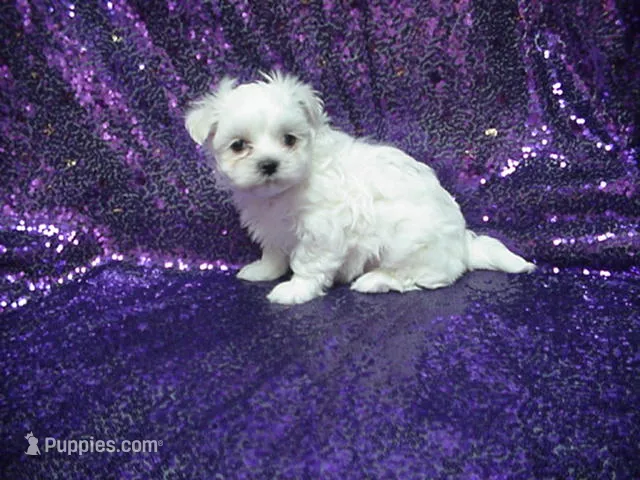 Patty – Maltese puppy for sale in Arlington, WA