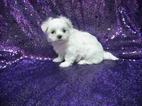 Patty, a female Maltese for sale in Arlington, WA – 1 of 3