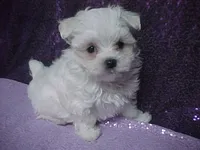 JACK, a male Maltese for sale in Arlington, WA – 5 of 9