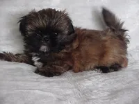 FRANK, a male Shih Tzu for sale in Arlington, WA – 7 of 8