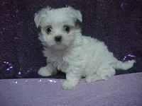 JADE, a female Maltese for sale in Arlington, WA – 2 of 9