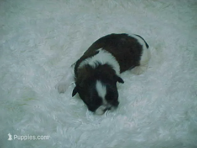FREYA – Shih Tzu puppy for sale in Arlington, WA