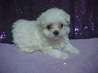 JACINDA , a female Maltese for sale in Arlington, WA – 3 of 9