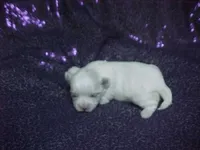 JACKIE, a female Maltese for sale in Arlington, WA – 2 of 8