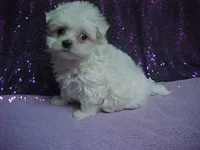 JACINDA , a female Maltese for sale in Arlington, WA – 2 of 9