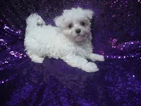 Mallory, a female Maltese for sale in Arlington, WA – 2 of 4