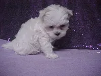 Justin, a male Maltese for sale in Arlington, WA – 6 of 10