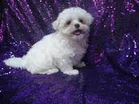 processed/1ae6a644-6f75-4b01-9c68-e7be6eb21c30/listing/f9a3500f-22a6-4544-9644-0706e6160762/56506c36-4bde-4a30-aa1b-1ff08ad9b755