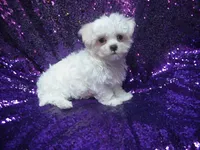 processed/1ae6a644-6f75-4b01-9c68-e7be6eb21c30/listing/f9a3500f-22a6-4544-9644-0706e6160762/d9e7f84f-3cae-42b3-99b4-63ec7f6e6d2a