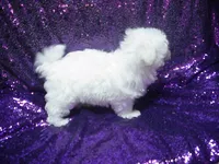 processed/1ae6a644-6f75-4b01-9c68-e7be6eb21c30/listing/f9a3500f-22a6-4544-9644-0706e6160762/f15f0da5-dac8-416e-bf8e-d6532e9d353a