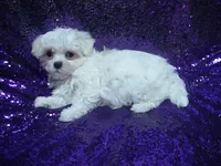 Mercy , a female Maltese for sale in Arlington, WA – 2 of 4