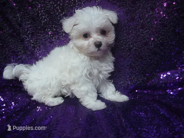 Mila – Maltese puppy for sale in Arlington, WA