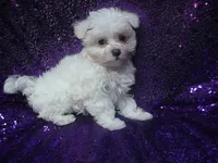 Mila, a female Maltese for sale in Arlington, WA – 1 of 4