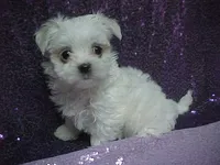 JADE, a female Maltese for sale in Arlington, WA – 4 of 9