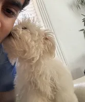 Dalata, a female Maltese for sale in Saint Petersburg, FL – 2 of 3
