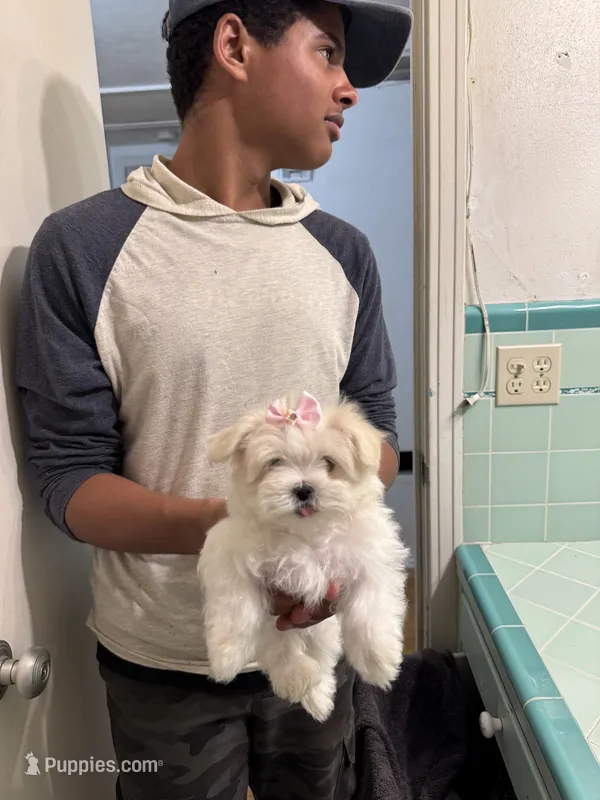Dalata – Maltese puppy for sale in Saint Petersburg, FL