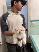 Dalata, a female Maltese for sale in Saint Petersburg, FL – 1 of 3