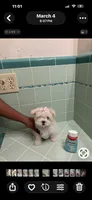 Dalata, a female Maltese for sale in Saint Petersburg, FL – 3 of 3