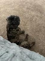 Ena blue , a female French Bulldog for sale in West Sacramento, CA – Photo 2 of 3