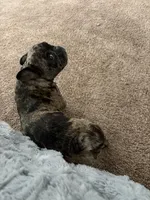 Ena blue , a female French Bulldog for sale in West Sacramento, CA – Photo 3 of 3