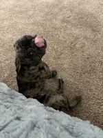 Ena blue , a female French Bulldog for sale in West Sacramento, CA – Photo 1 of 3