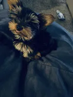 Benny, a male Yorkshire Terrier for sale in South Bend, IN – Photo 3 of 3