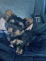 Benny, a male Yorkshire Terrier for sale in South Bend, IN – Photo 1 of 3