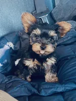 Benny, a male Yorkshire Terrier for sale in South Bend, IN – Photo 2 of 3