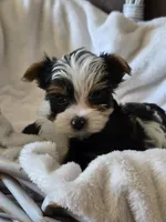Male yorkie, a male Yorkshire Terrier for sale in Nekoosa, WI – 6 of 6