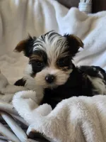 Male yorkie, a male Yorkshire Terrier for sale in Nekoosa, WI – 2 of 6
