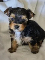 Male yorkie, a male Yorkshire Terrier for sale in Nekoosa, WI – 4 of 6