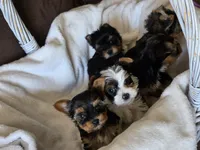Male yorkie, a male Yorkshire Terrier for sale in Nekoosa, WI – 3 of 6