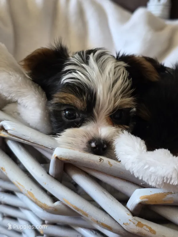 Male yorkie – Yorkshire Terrier puppy for sale in Nekoosa, WI