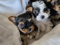 Male yorkie, a male Yorkshire Terrier for sale in Nekoosa, WI – 5 of 6
