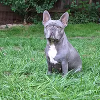 Lady AKC, a female French Bulldog for sale in Williamsburg, VA – Photo 2 of 3