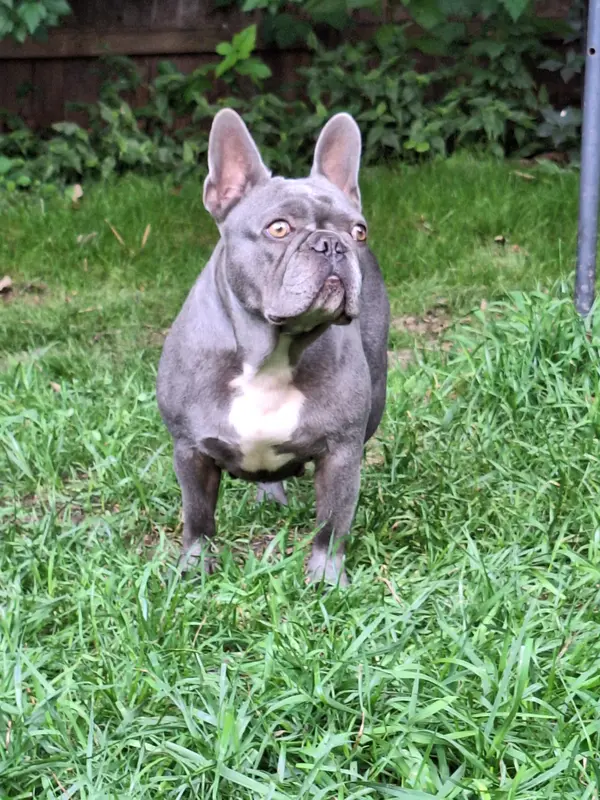 Lady AKC – French Bulldog puppy for sale in Williamsburg, VA