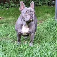 Lady AKC, a female French Bulldog for sale in Williamsburg, VA – Photo 1 of 3