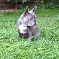 Lady AKC, a female French Bulldog for sale in Williamsburg, VA – Photo 3 of 3