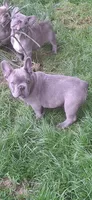 Jake AKC, a male French Bulldog for sale in Williamsburg, VA – 2 of 4