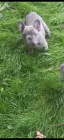 Jake AKC, a male French Bulldog for sale in Williamsburg, VA – 4 of 4