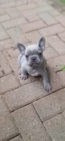 Lady Jr. LJ AKC, a female French Bulldog for sale in Williamsburg, VA – 3 of 8