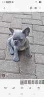 Lady Jr. LJ AKC, a female French Bulldog for sale in Williamsburg, VA – 4 of 8