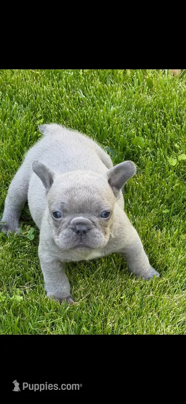 Lady Jr. LJ AKC – French Bulldog puppy for sale in Williamsburg, VA
