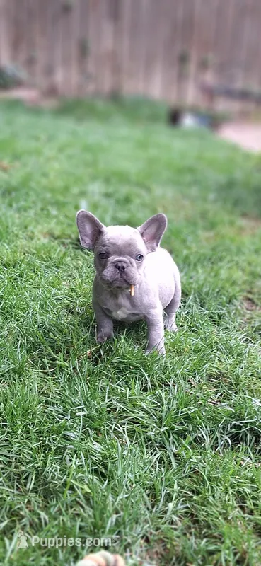 Lady Jr. LJ AKC – French Bulldog puppy for sale in Williamsburg, VA
