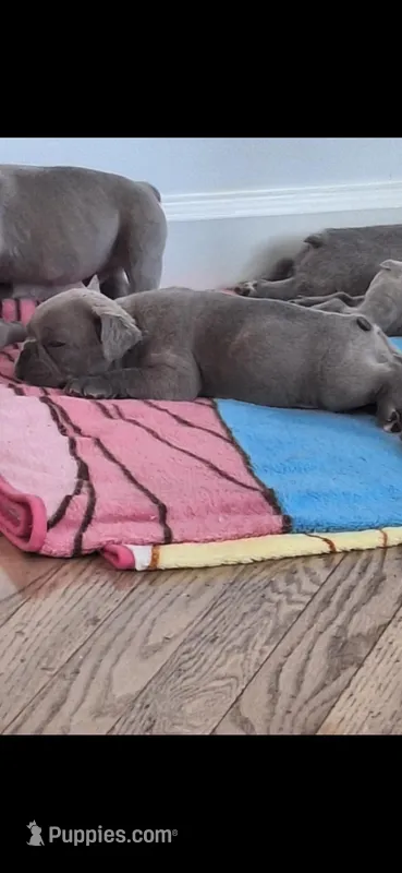 Lady Jr. LJ AKC – French Bulldog puppy for sale in Williamsburg, VA