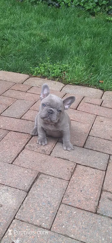 Curly AKC – French Bulldog puppy for sale in Williamsburg, VA